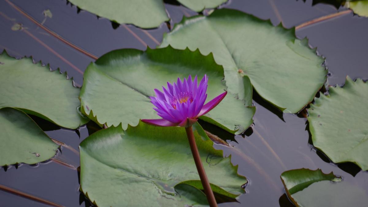 Créer un mini bassin végétalisé par Art du Design Végétal