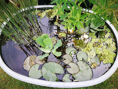 Mini bassin art du design vegetal blog1